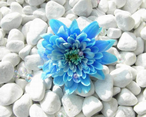 Картинка цветы хризантемы