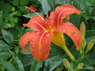 Картинка цветы лилии лилейники