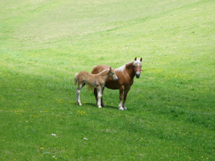 Картинка животные лошади