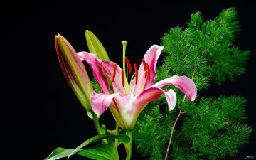 Картинка цветы лилии лилейники