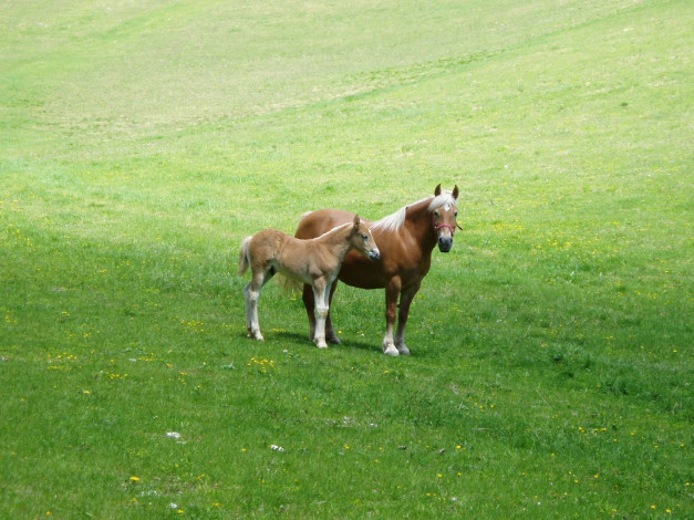 Обои картинки фото животные, лошади