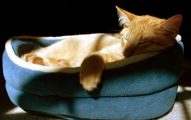 Обои картинки фото животные, коты