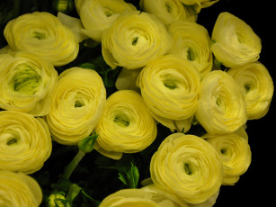 Картинка цветы ранункулюс азиатский лютик