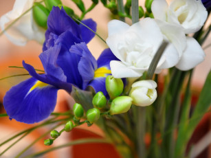 обоя цветы, разные, вместе