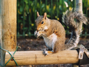 Картинка животные белки