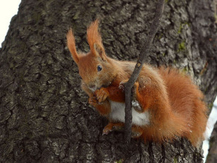 Картинка животные белки