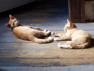 Картинка животные коты