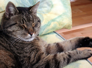 Картинка животные коты