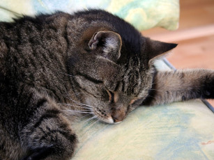 Картинка животные коты