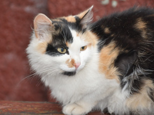 Картинка животные коты