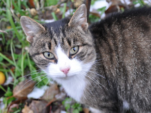 Картинка животные коты