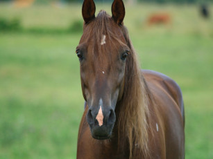 Картинка животные лошади