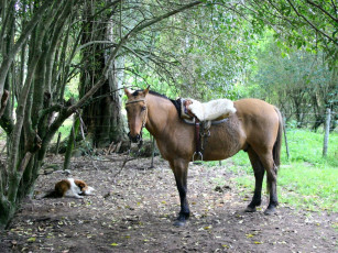 Картинка животные разные вместе
