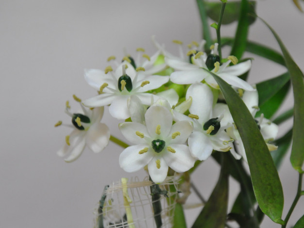 Обои картинки фото цветы