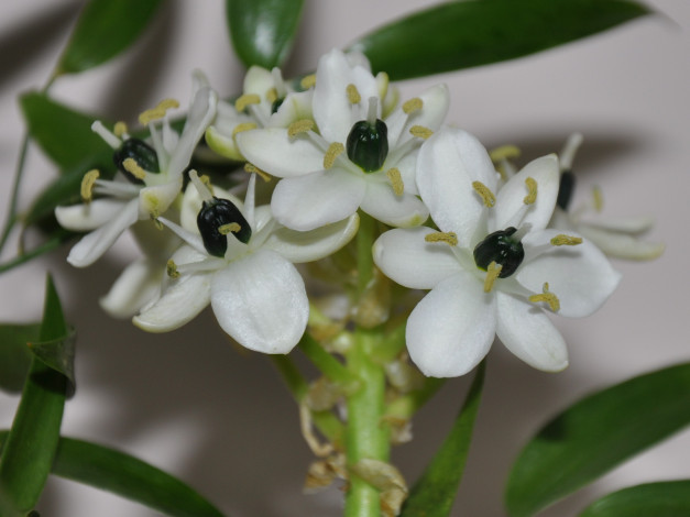 Обои картинки фото цветы