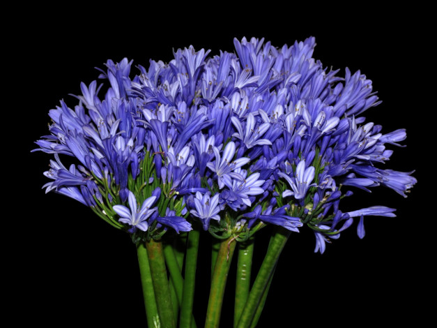 Обои картинки фото цветы, агапантус, африканская, лилия