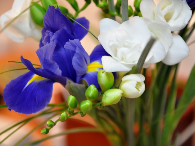 Обои картинки фото цветы, разные, вместе