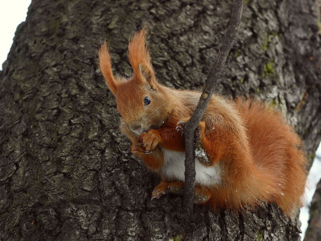 Обои картинки фото животные, белки