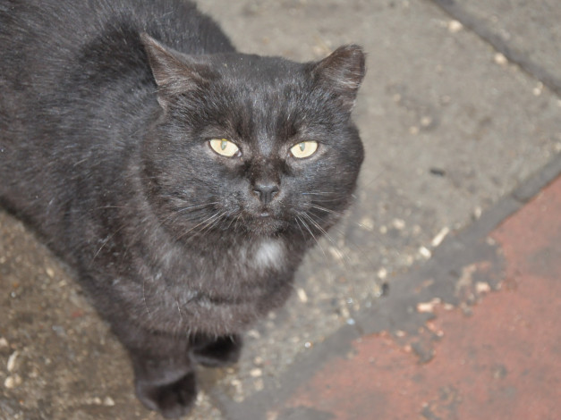 Обои картинки фото животные, коты