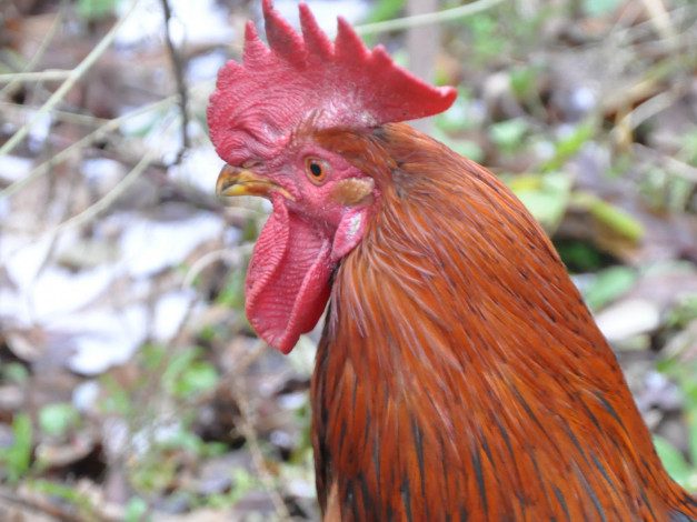 Обои картинки фото животные, куры, петухи