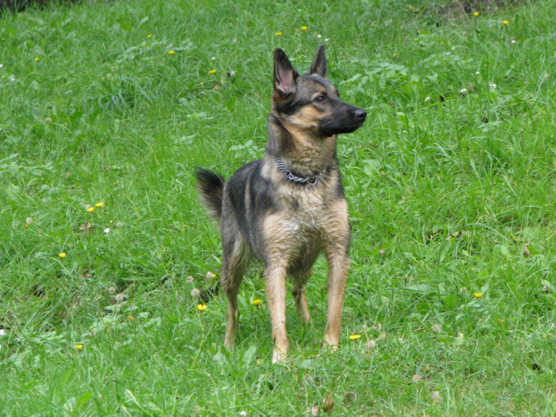 Обои картинки фото животные, собаки