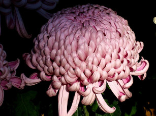 Картинка цветы хризантемы