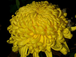 обоя цветы, хризантемы