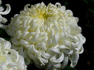 Картинка цветы хризантемы