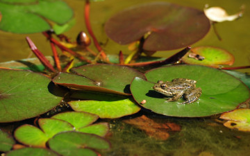Картинка животные лягушки