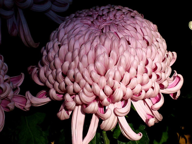 Обои картинки фото цветы, хризантемы