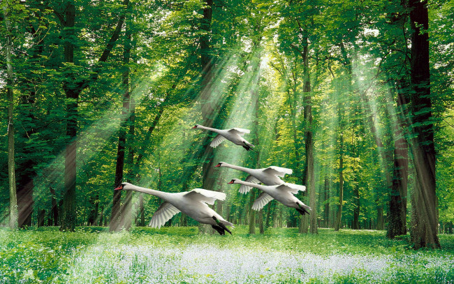 Обои картинки фото животные, лебеди