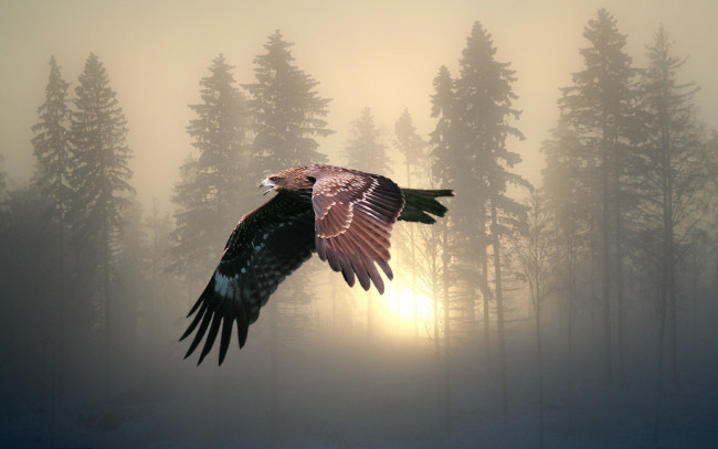 Обои картинки фото животные, птицы, хищники