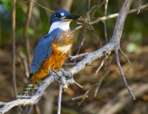 Картинка животные зимородки ветка