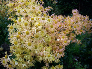 Картинка цветы хризантемы много