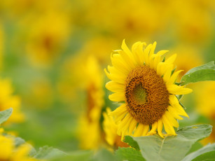 Картинка цветы подсолнухи желтый