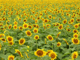 Картинка цветы подсолнухи желтый много