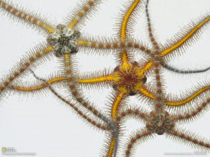 Картинка животные морские звёзды морской обитатель