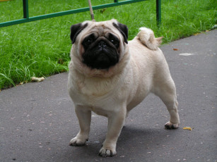 Картинка животные собаки мопс