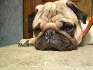 Картинка животные собаки мопс