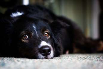 Картинка животные собаки глаза dog