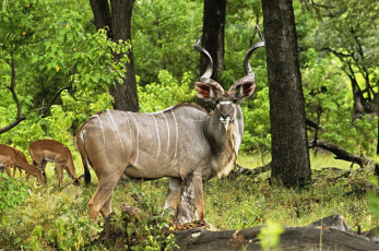 Картинка животные антилопы лето трава