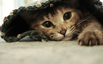 Картинка животные коты cat