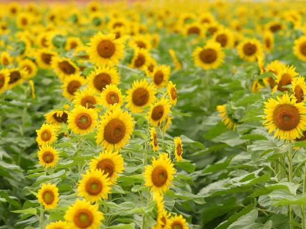 Обои картинки фото цветы, подсолнухи, желтый, листья