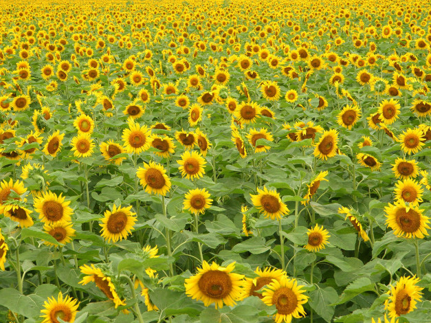 Обои картинки фото цветы, подсолнухи, желтый, много