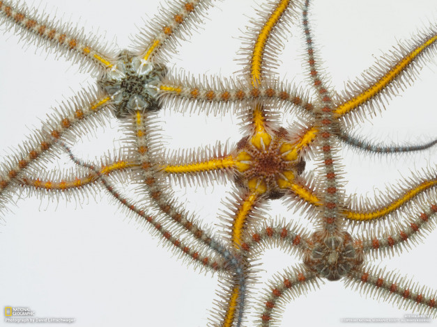 Обои картинки фото животные, морские, звёзды, морской, обитатель