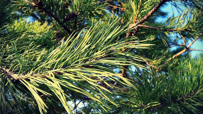 Обои картинки фото природа, листья, зеленые, ветки, сосна