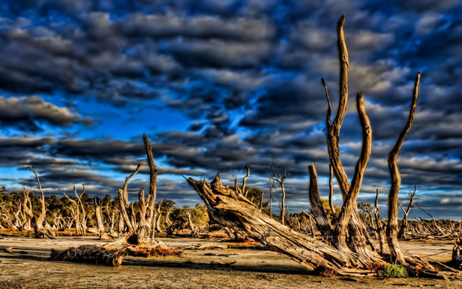 Обои картинки фото природа, другое, коряги, облака, синева, неба