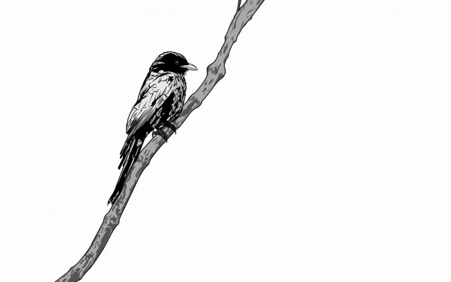 Обои картинки фото рисованные, животные, ветка, птичка