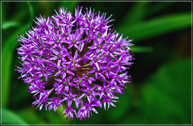 Обои картинки фото цветы, аллиум, декоративный, лук, сиреневый