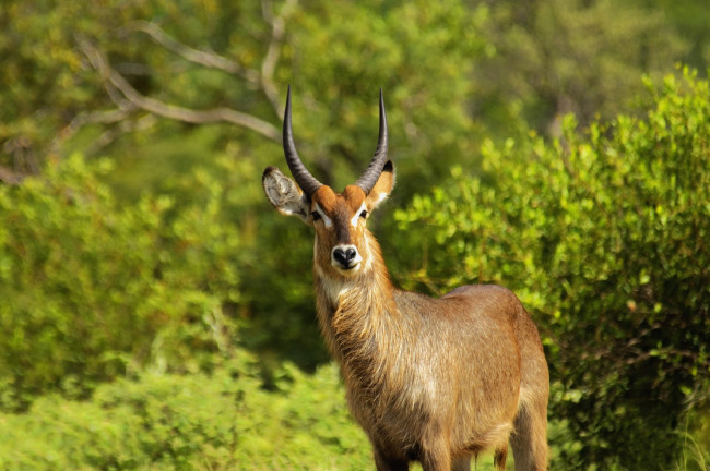 Обои картинки фото животные, антилопы, лето, кусты, трава